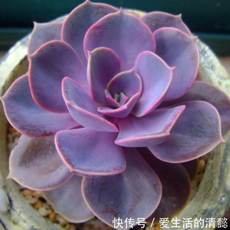 菊花|一花一世界,观赏性强且漂亮至极,家庭盆栽选择首选的几种花草