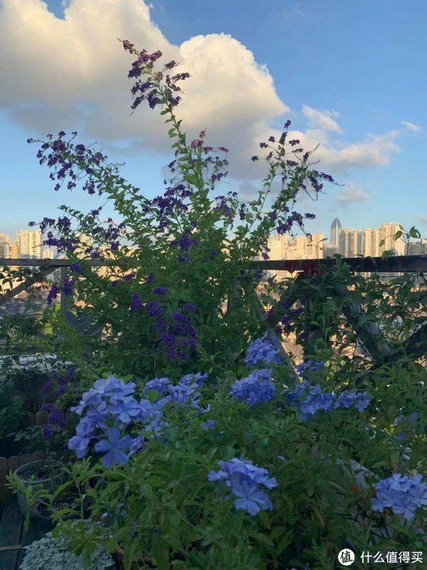 露台花园成型记（篇二）