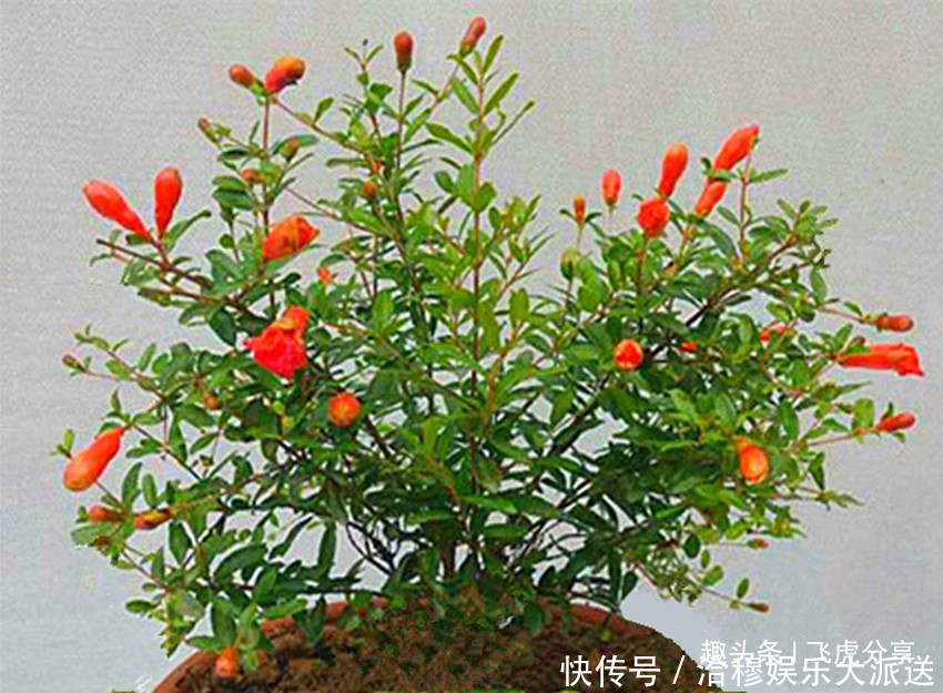 石榴|两种公主花全年开花不断,比月季好看,比吊兰好养,沾土就活