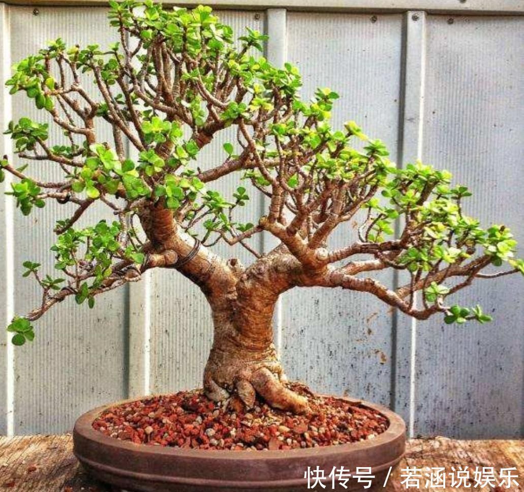 养金枝玉叶盆景，要舍得修剪枝条，株型才能越来越美观