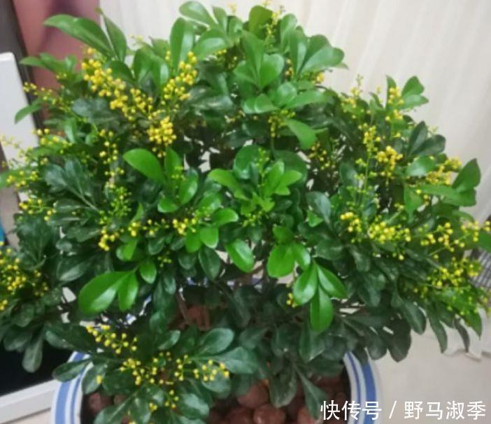 莫奈|4种花是真正的开花机器,空气清新,满屋飘香