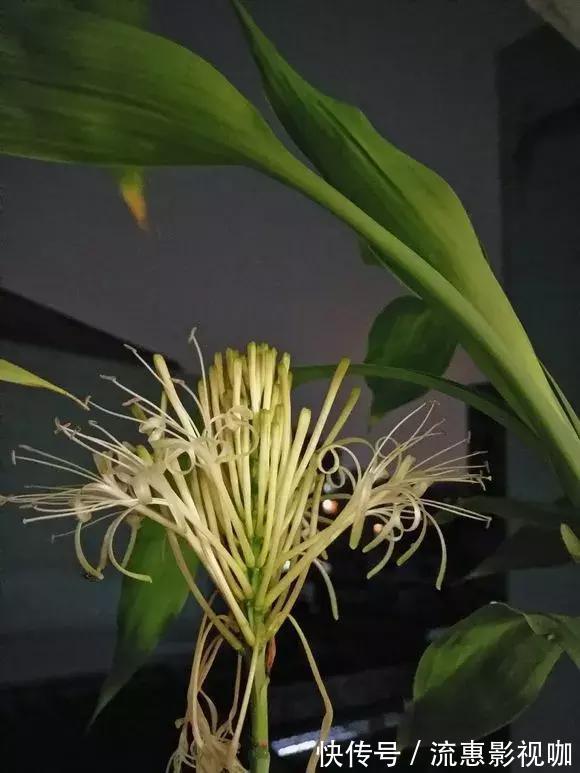 4种花有灵性，平时难开花，一有好事就开花！