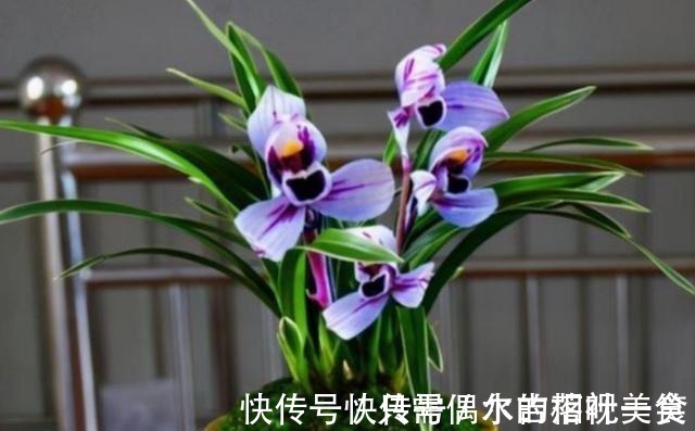 建兰|建兰色花名品“紫月荷”，花开富贵吉祥，兰香典雅，养兰首选！