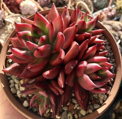 群生|谈谈养了3年多肉的心路历程:从期待爆盆到害怕群生,经历过才懂