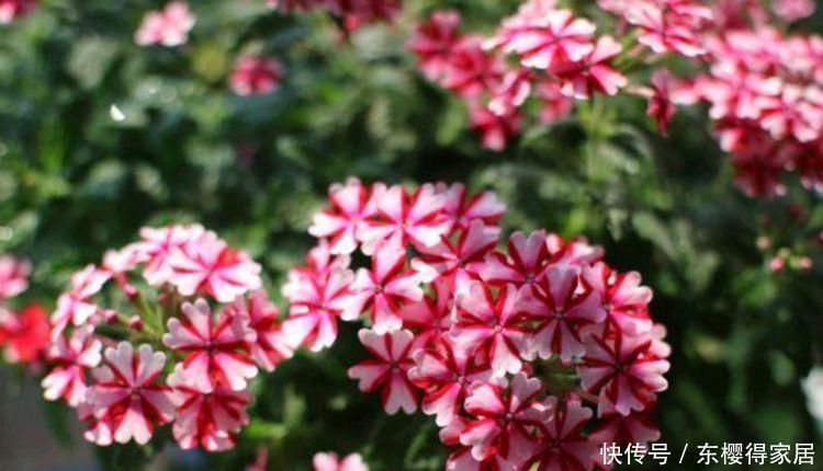 家里就养4种花,满屋飘香,好闻又漂亮,心情舒畅!