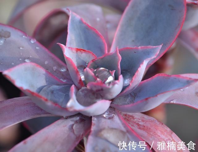 小株|发现一些晚霞多肉的老桩，在逆开挂区如何养出有状态的晚霞