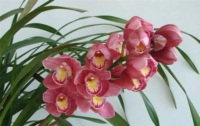 最全的兰花大鉴赏,看看你都见过几种兰花!