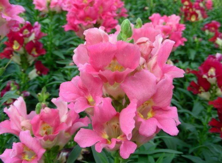 农历|农历7月14日开始，居家养这几款植物，耐晒又耐热，花开满枝头