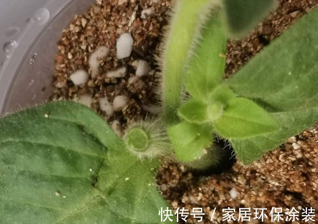 7种花养老桩不好，多扦插、养嫩苗，才能年年开花