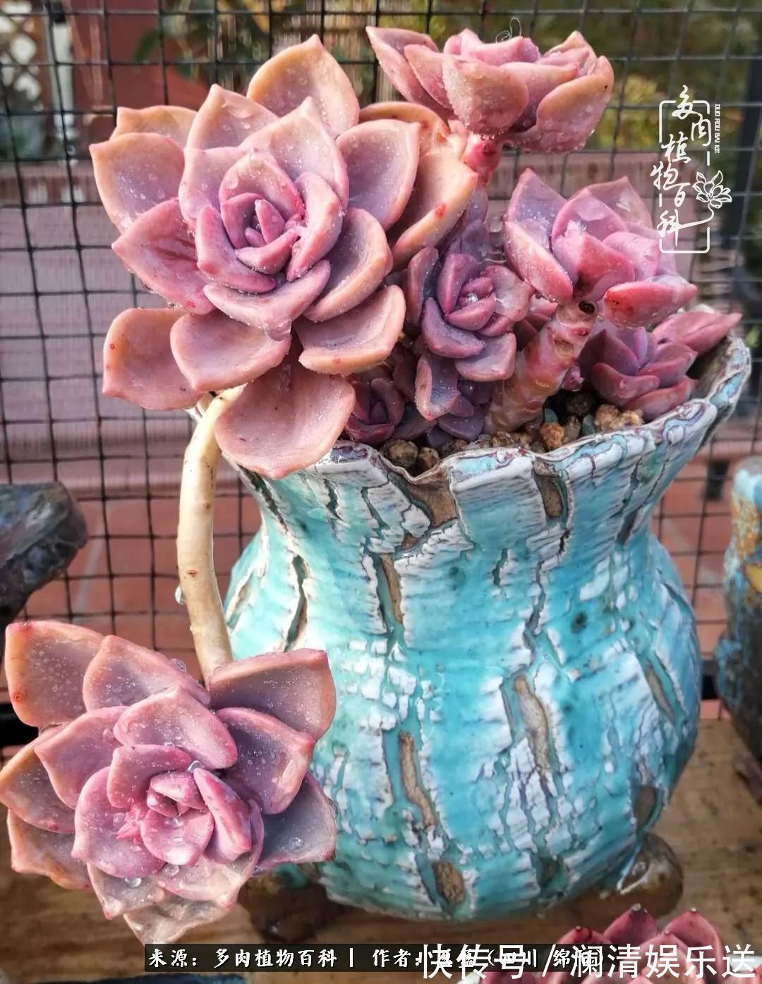 一定要爱着点什么，恰是草木对光阴的柔情！