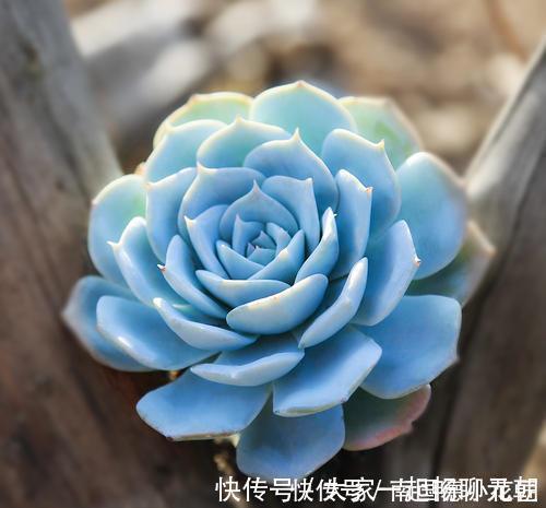 5种多肉,皮实又好养,长出状态美美哒,适合新手!