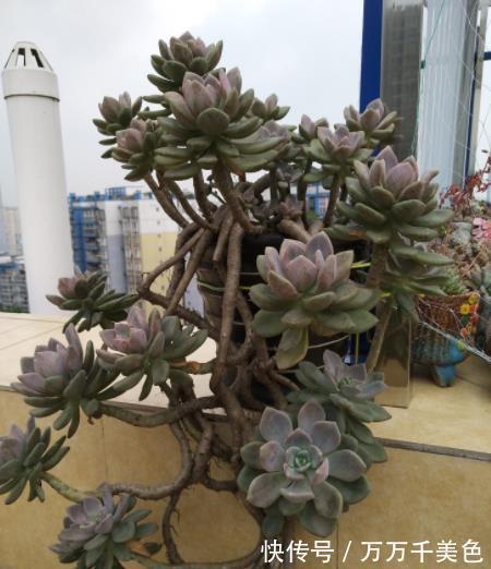 肥厚|推荐2种经典的普货多肉,叶片肥厚易爆崽,长成漂亮悬崖桩