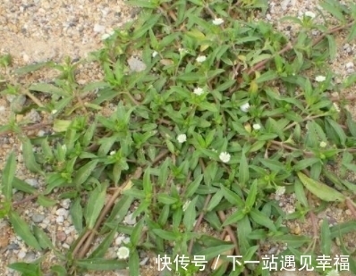 形状像马齿苋似柳叶,看上去像葵花似菊花,别忽视