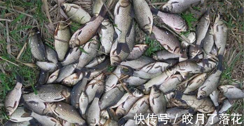 寒露前后,到了钓鲫的好时节,备好这款酒米窝料,大板鲫都是你的!