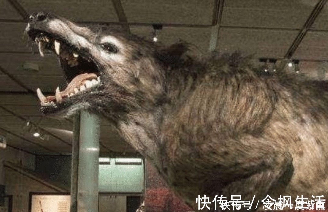 苏门羚$“驴头狼” 现身神农架,它已灭绝五十万年,再次出现有何警示