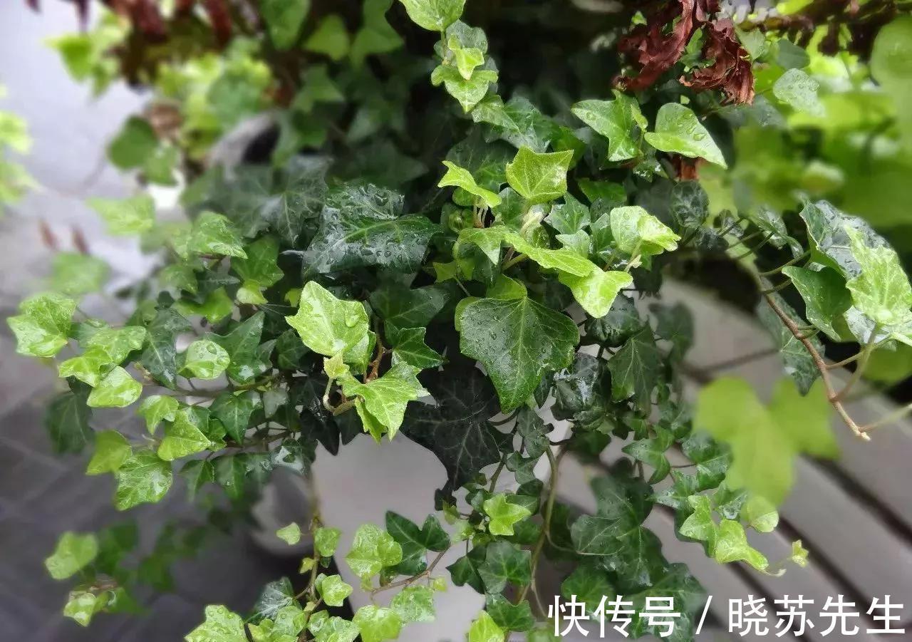 她家的新房成了网红地,不是装修多高档,而是室内盆栽太漂亮