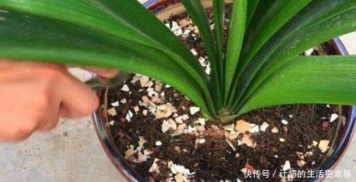 大姐养了七年君子兰,只用3种营养肥,不花大钱也能爆盆开花!