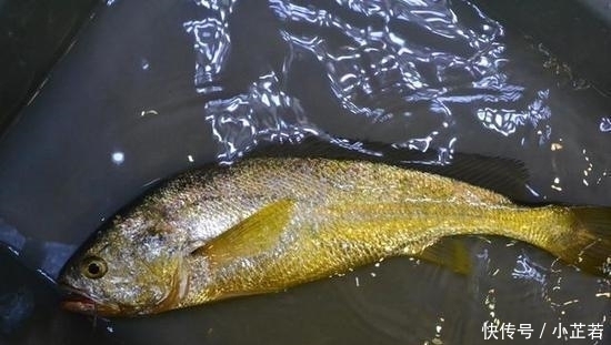  就要|“吃不起”的5种海鲜,第2种吃上一口,可能就要倾家荡产了