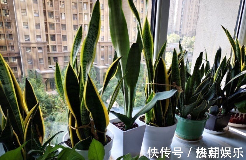 仙人球|8种花不能多浇水,“少水少肥”伺候它,反而长势旺盛开花多