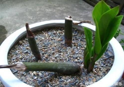 扦插金钱树，只需这三步，就能种出很多盆，萌新省钱了