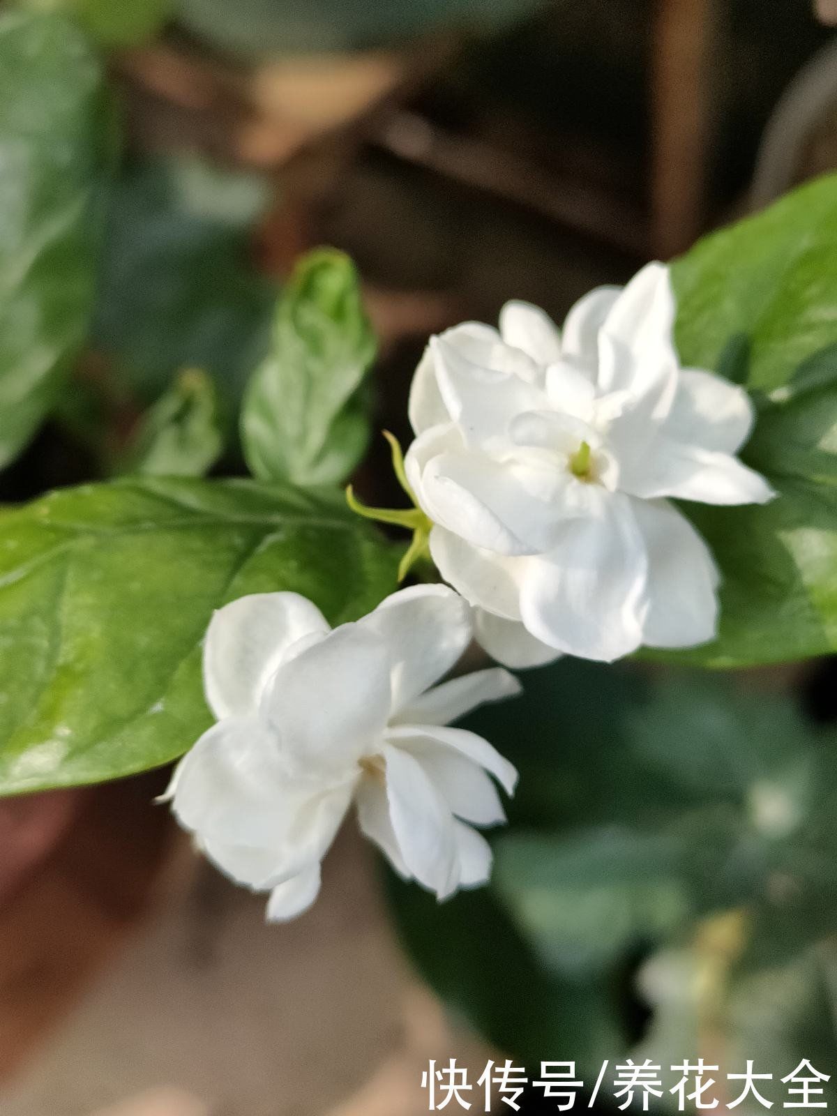 养花不要贪多,只选一个最好的品种,在家就能养成花海