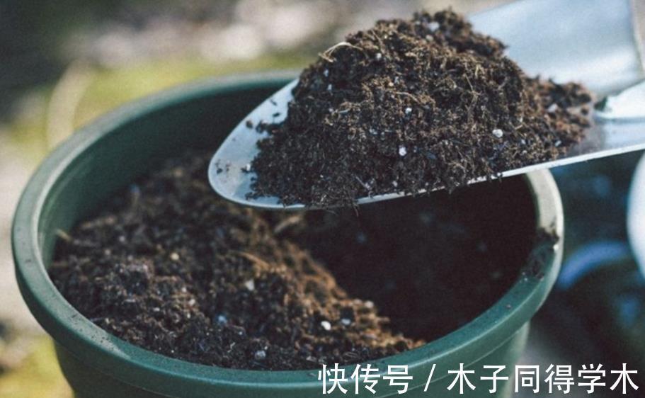 植物|路边随意挖来的松针土,该怎么处理拿来养花?