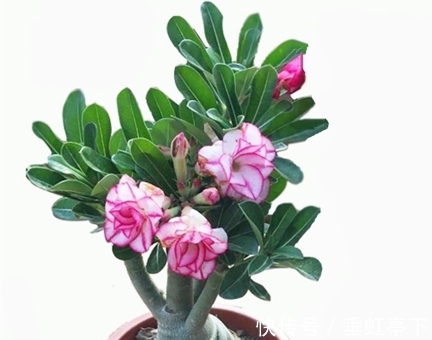 养花就养它,灿烂似锦,四季花开,开花满枝头,谁都能养好