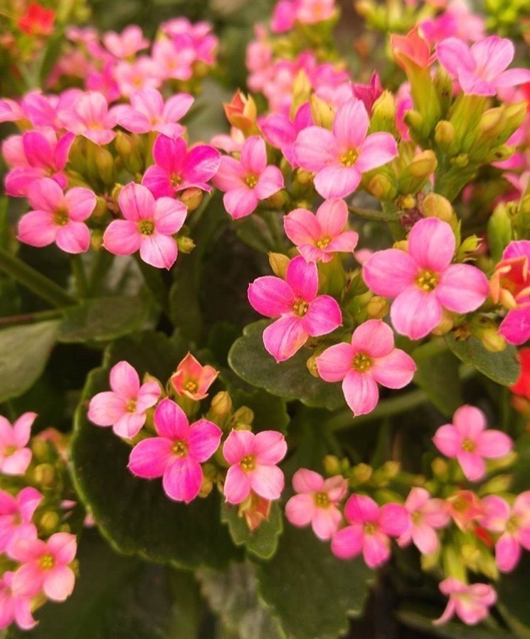 三角梅|懂花的人,喜欢此5种盆栽,“花比叶子多”,轻松养到爆盆