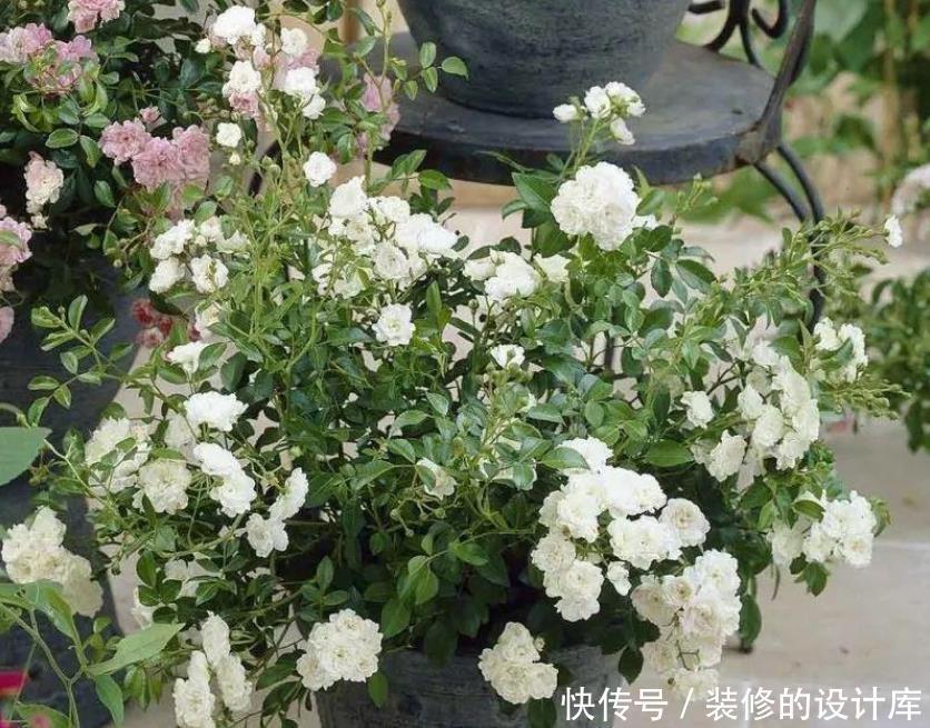 开花|微型月季的养护技巧,在阳台、窗台上也能不断开花