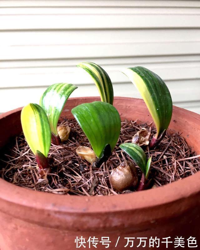 高手|高手养君子兰，1片叶子长1株，蘸点它2周窜白根，3年养200棵