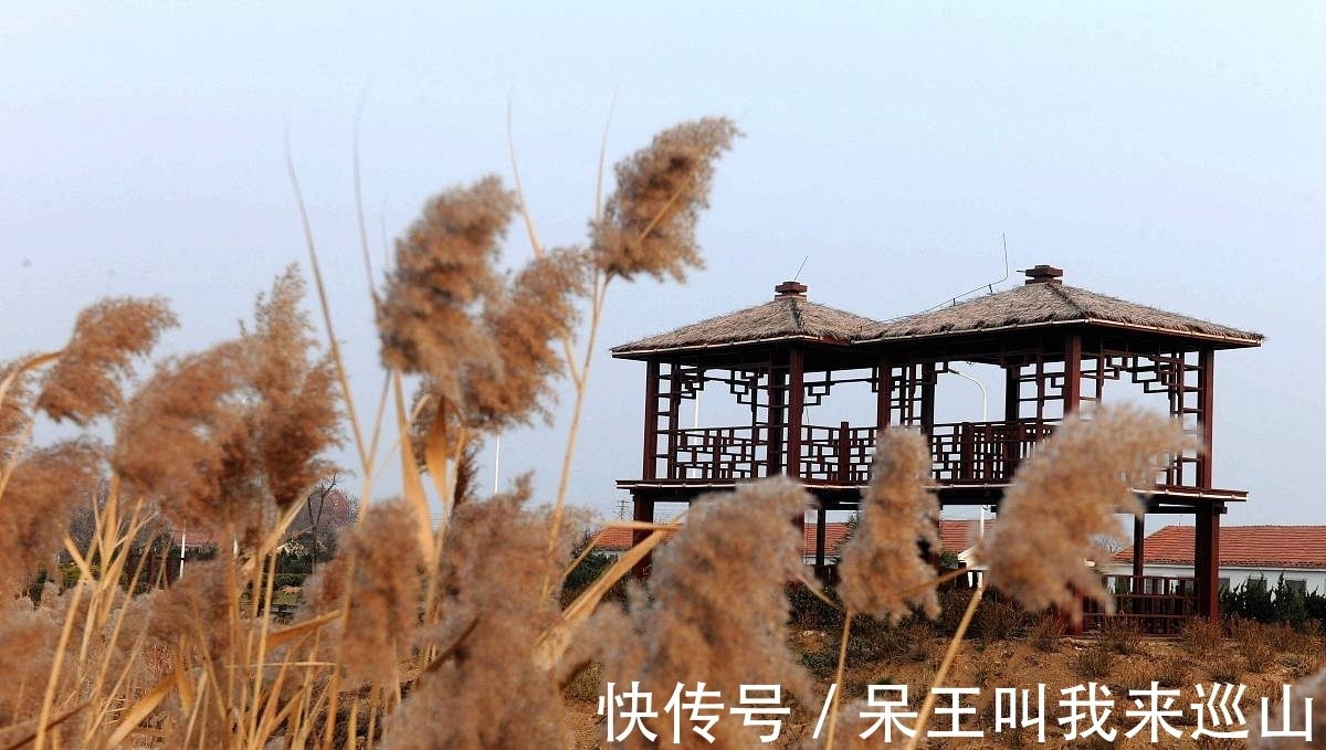 读书人!早冬芦花古诗三首:芦花装被暖,枫叶受霜干