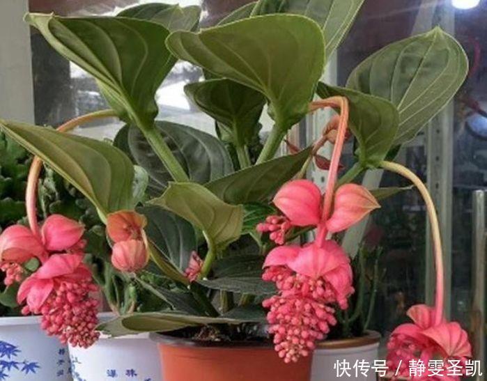 月季|4种花高贵优雅,看了就让人沉醉,好养漂亮,一开花就停不下来