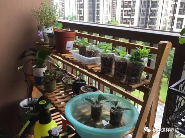 养花技巧学会这种扦插法,插什么活什么,太简单了!