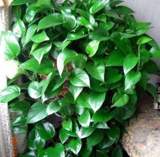 婆婆用它来浇盆栽绿萝，叶子着魔似的翻倍长，油绿繁茂真喜人！