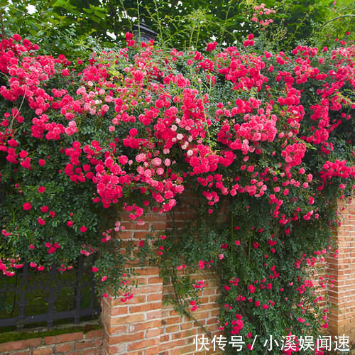 如果我有“院子”，一定种此5种花，五彩斑斓长成一片“花海”