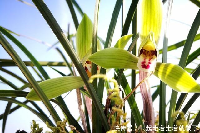 用这种方法种兰花,基本上有死无活,新手万万要注意