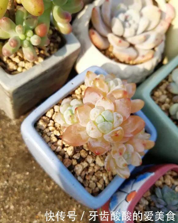 花草冻伤了及时修剪,别舍不得,越早越好