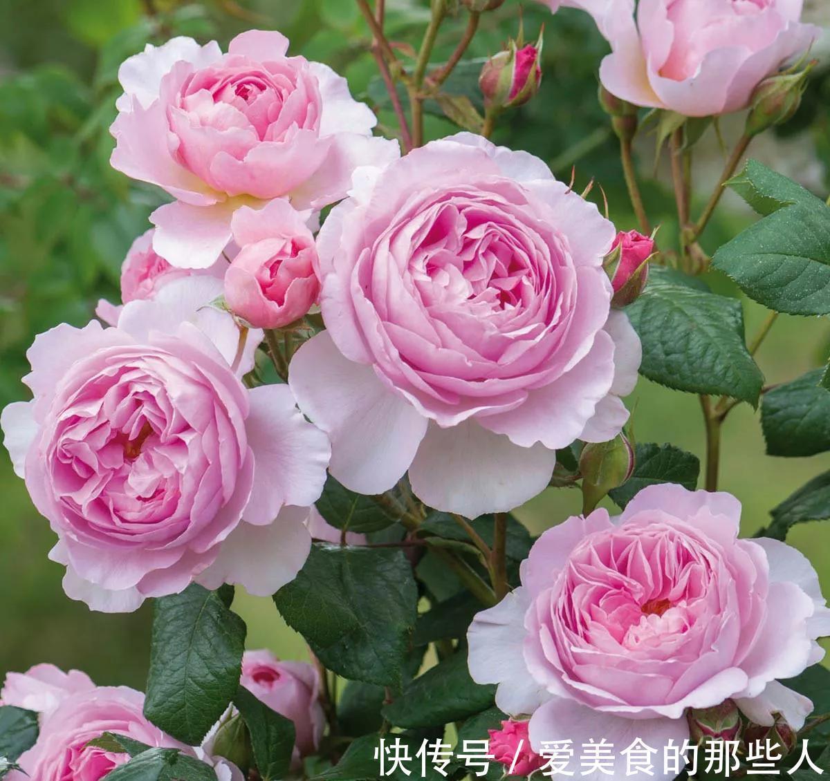 月季和玫瑰很相似，除了养花高手，很少有人分得清，你能区分吗