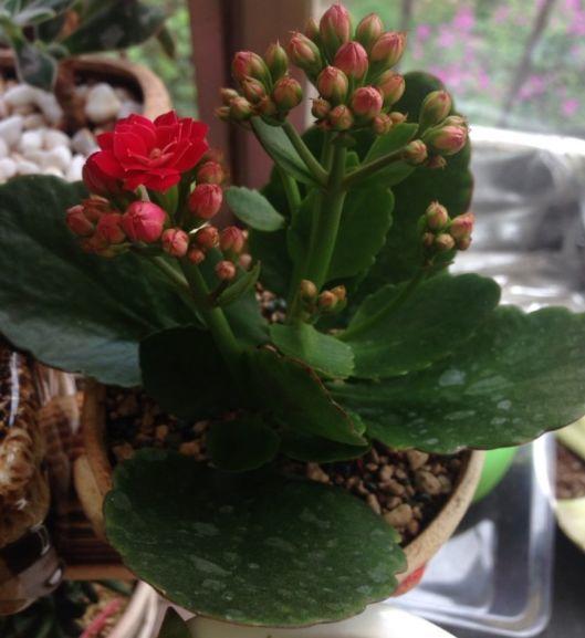 养花时,在盆里“撒”上1斤此“玩意”,不用在施肥,花卉也猛长