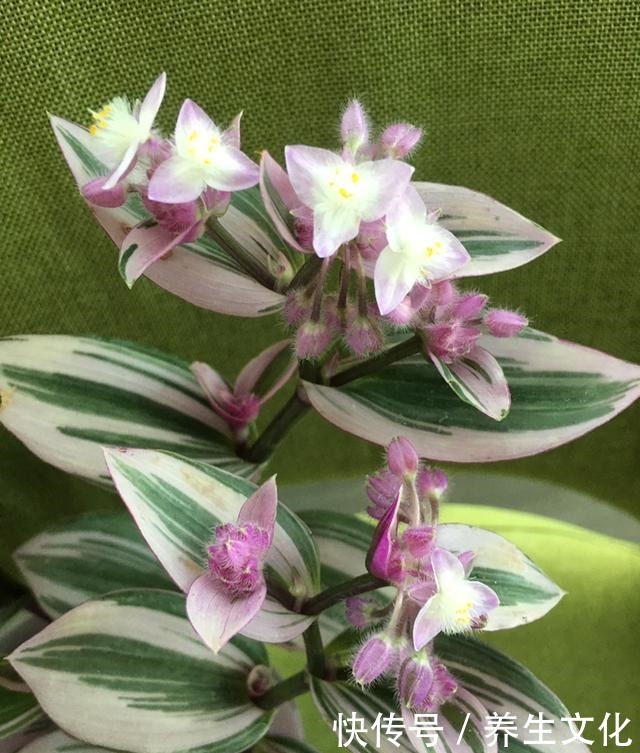 最近超火的两种吊兰,一个叫婚礼一个叫油画,叶子漂亮仙气飘飘!