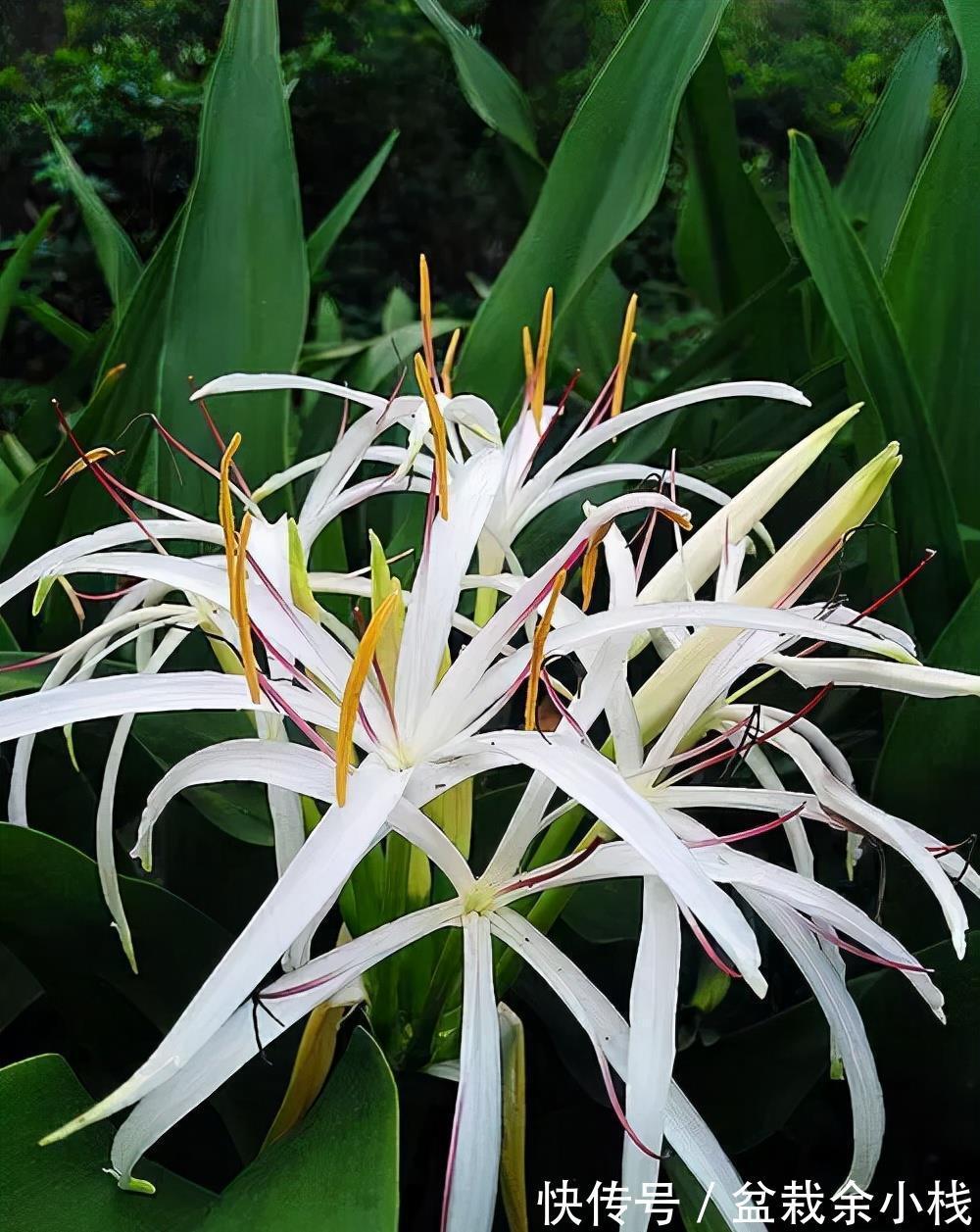旧土|养花常见问题汇总,这5种植物,你要注意这几点