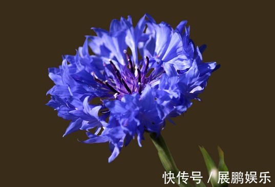 厕所想养花“3种”便宜又好看,水越多、花越艳,花开日日红