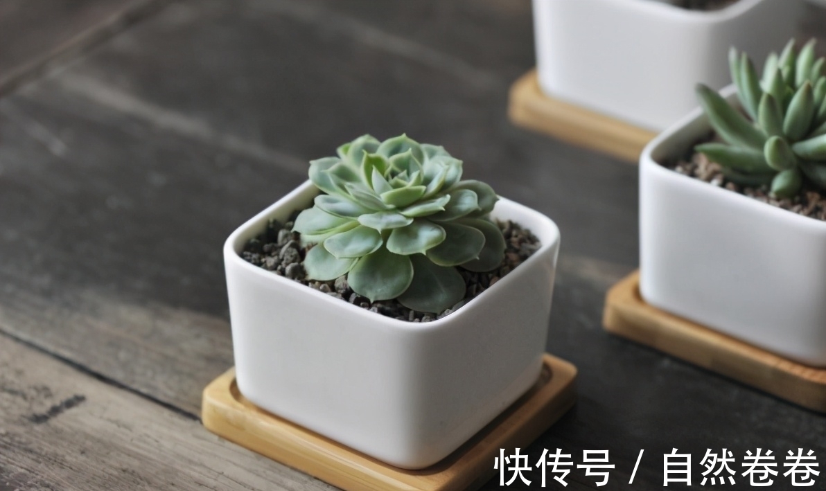 养多肉每次浇水花盆都漏土,教你4个防漏土的方法,简单又好用