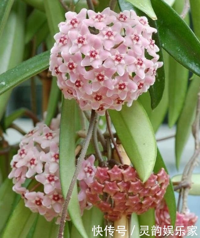 喜欢养花,就养4种人见人爱的花,365天开花不断,随便一养就爆盆