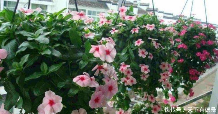 花芽|4种花是“爆盆能手”,好养易活,沾土就活,开花又大又艳