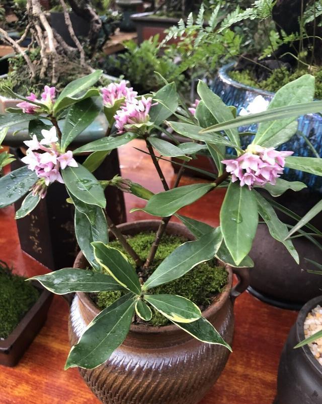 传统名花“金边瑞香”,注意4个问题,养的倍棒,花香溢满屋