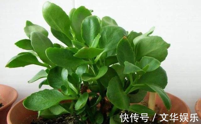 通过“扦插”开花爆盆,这4种花最适合,现在扦插,半个月有一盆