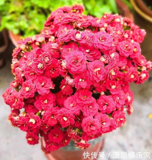 大岩桐|夏天扦插花卉,挑选“1种”枝条,7天冒白根,事半功倍,新手都会