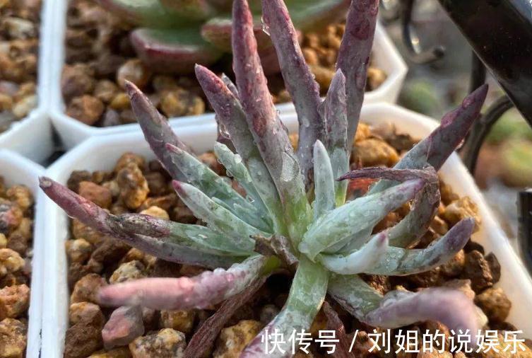 养仙女杯多肉爱杜丽丝,3个细节把控好,茎叶茂盛又美丽