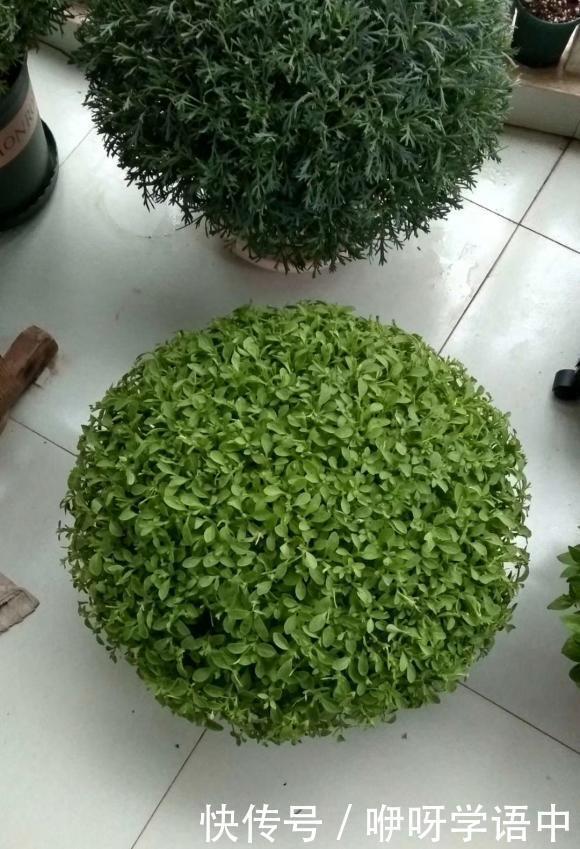 孤零零|3种“掐头花”,娇生惯养不成器,天天修理它,月月爆花球